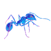 Ants