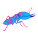 Termites