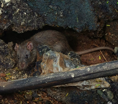 How to Keep Nasty Rodents Away