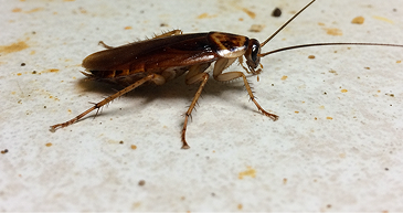 German Cockroaches