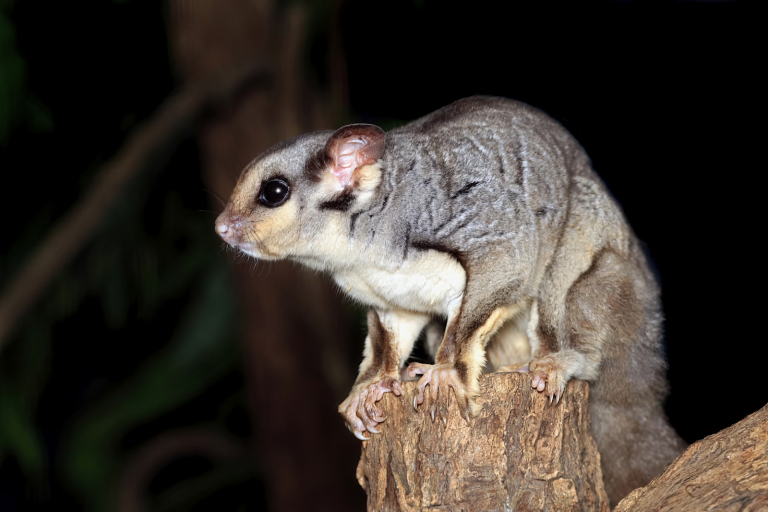How to Get Rid of a Possum