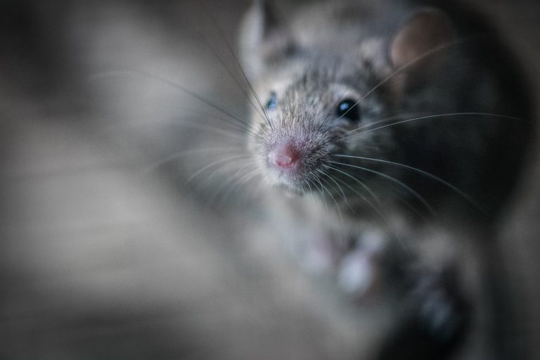 Signs of Rodents in Your Home